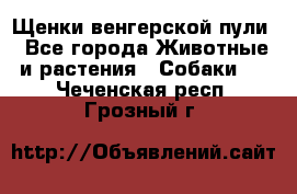 Щенки венгерской пули - Все города Животные и растения » Собаки   . Чеченская респ.,Грозный г.